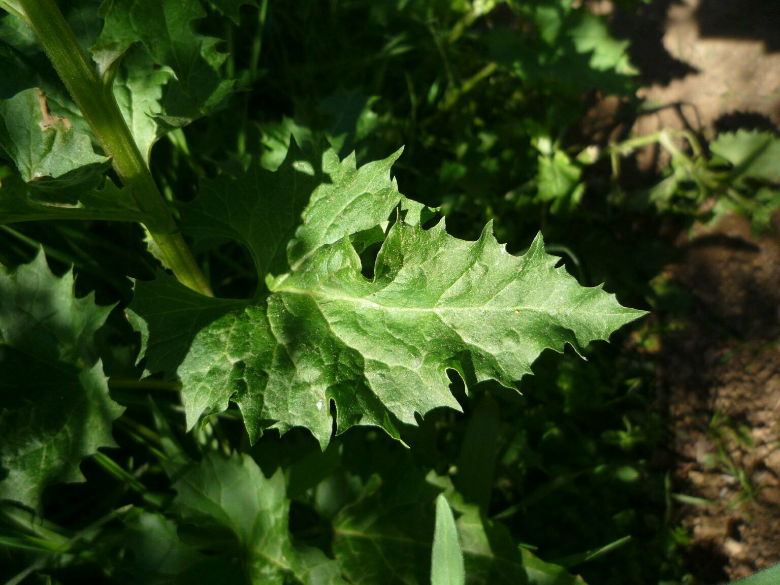 High Resolution Chenopodium californicum Leaf